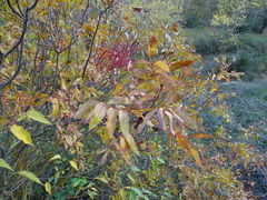 Pistacia terebinthus