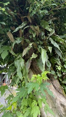 Pyrrosia lingua