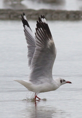 Chroicocephalus brunnicephalus
