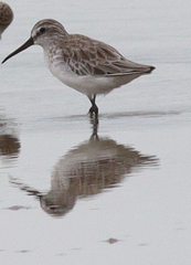 Calidris falcinellus