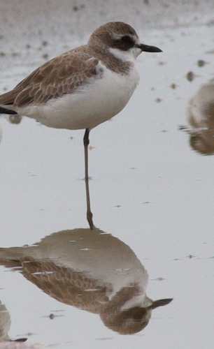 Greater Sand Plover (Anarhynchus leschenaultii), photo 7