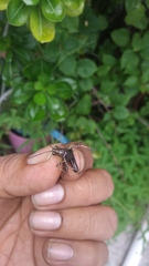 Melanotettix dibelonius