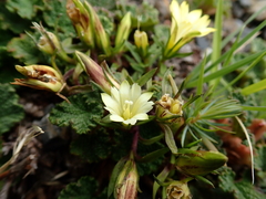 Chondrophylla
