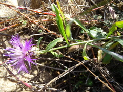 Centaurea aspera