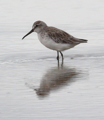 Calidris falcinellus