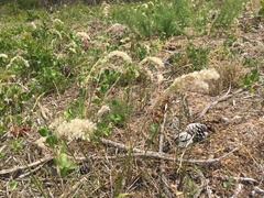 Melica racemosa