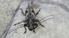 Aegomorphus jaspideus