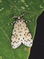 Eucereon atriguttum