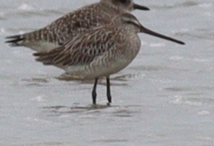 Limnodromus semipalmatus