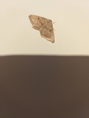 Dissomorphia australiaria