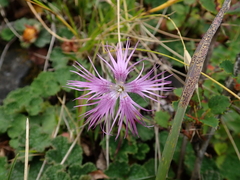 Dianthus pygmaeus