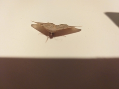 Dissomorphia australiaria