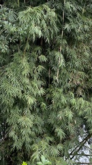 Bambusa oldhamii