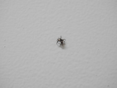 Pseudeuophrys lanigera