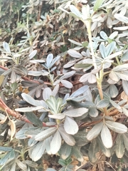 Polylepis