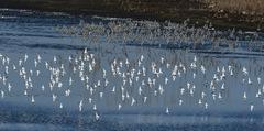 Calidris alpina