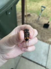 Pyropsalta rhythmica
