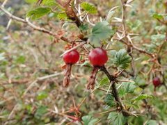 Ribes formosanum