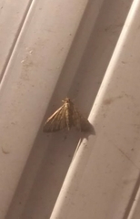 Herpetogramma licarsisalis