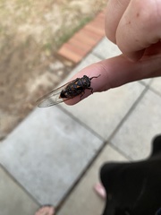 Pyropsalta rhythmica