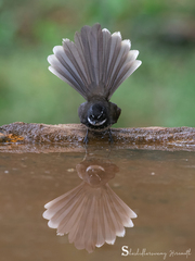 Rhipidura albogularis