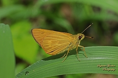 Xanthoneura corissa
