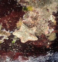 Aquilonastra