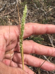 Phalaris minor