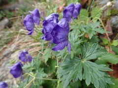 Aconitum fukutomei
