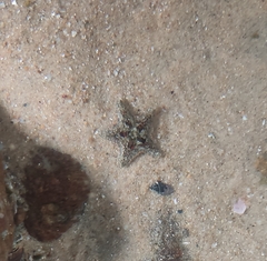 Aquilonastra