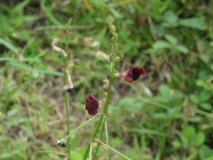 Macroptilium lathyroides