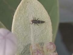 Coccinella transversalis