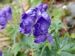 Aconitum fukutomei