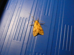 Lophocampa walkeri