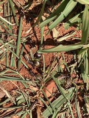 Hodotermes mossambicus