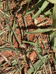 Hodotermes mossambicus