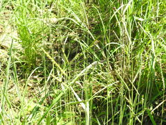 Paspalum dilatatum
