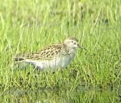 Calidris fuscicollis