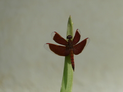 Neurothemis fluctuans