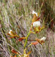 Eulophia tristis