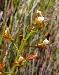 Eulophia tristis