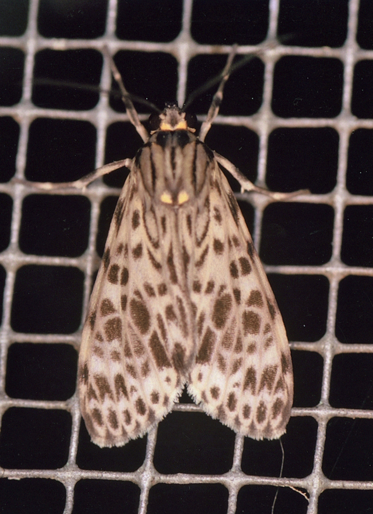 Eucereon zamorae