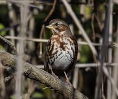 Passerella iliaca iliaca