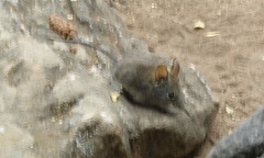 Elephantulus edwardii