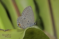 Luthrodes pandava