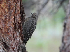 Sphyrapicus thyroideus