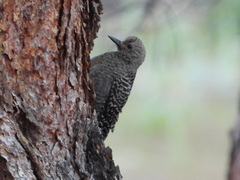 Sphyrapicus thyroideus