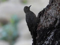 Sphyrapicus thyroideus