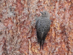 Sphyrapicus thyroideus