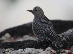 Sphyrapicus thyroideus